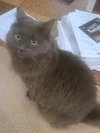 SMOKEY - Offered by Owner - Senior