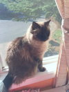 GILLEY - Offered by Owner - Senior Male