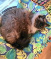 GILLEY - Offered by Owner - Senior Male
