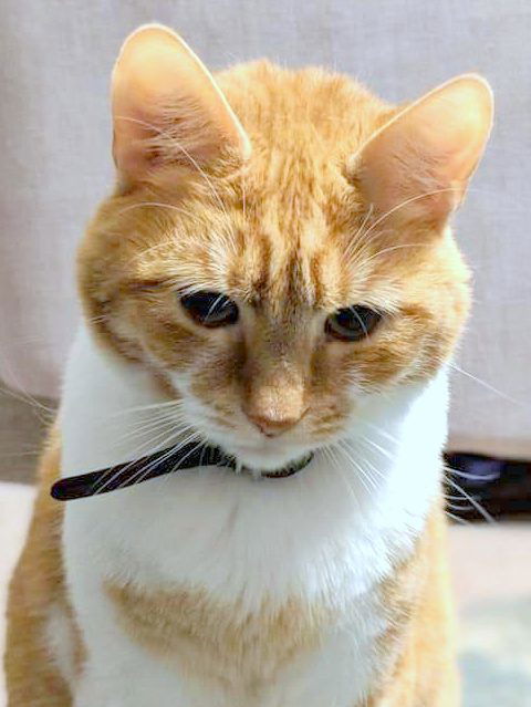 MANGO - Offered by Owner -  Adult Male