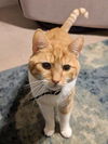 MANGO - Offered by Owner -  Adult Male