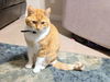 MANGO - Offered by Owner -  Adult Male