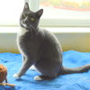 Mr.BUTTERS - Offered by Owner - Young male
