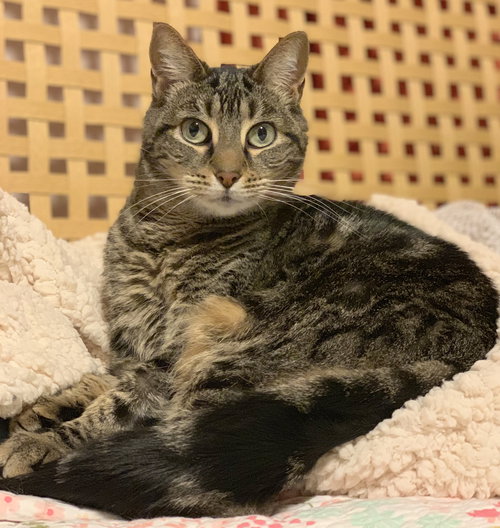 MIA - Declawed Adult