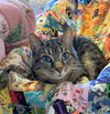 MIA - Declawed Adult