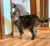 MIA - Declawed Adult