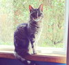 MIA - Declawed Adult
