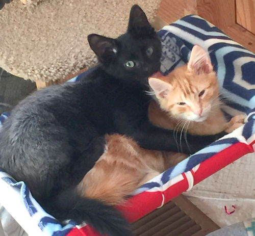 PEPPER and PUMPKIN - Bonded brother kittens