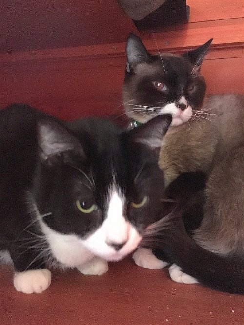 HAPPY & TRIGGER - Bonded young adult pair