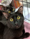 COSMOS and NOVA - Brothers Forever