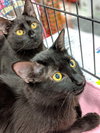 COSMOS and NOVA - Brothers Forever