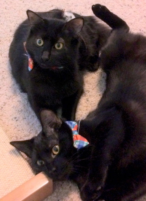 COSMOS and NOVA - Brothers Forever