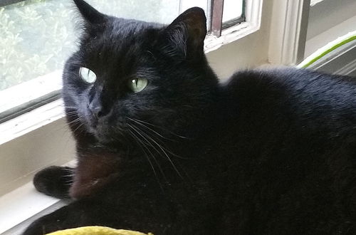 PERSEPHONE (Percy) - Offered by Owner Senior