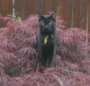 PERSEPHONE (Percy) - Offered by Owner Senior