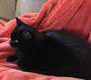 PERSEPHONE (Percy) - Offered by Owner Senior