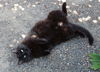 PERSEPHONE (Percy) - Offered by Owner Senior