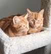 CADYN and COOPER - Bonded kitten pair