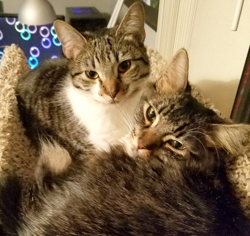 PRISHE & ULMIA - Offered by Owner - Young Sisters