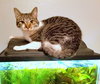 PRISHE & ULMIA - Offered by Owner - Young Sisters