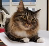 PRISHE & ULMIA - Offered by Owner - Young Sisters