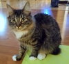 PRISHE & ULMIA - Offered by Owner - Young Sisters