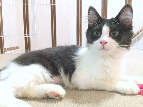 JESSICA - Kitten sweetheart