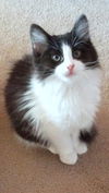 JESSICA - Kitten sweetheart