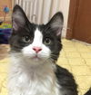 JESSICA - Kitten sweetheart