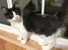 JESSICA - Kitten sweetheart