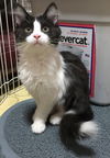 JESSICA - Kitten sweetheart
