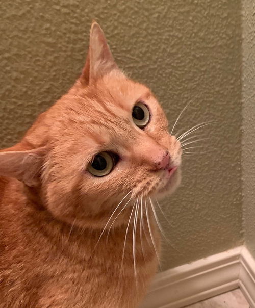 JESSE - Offered by Owner