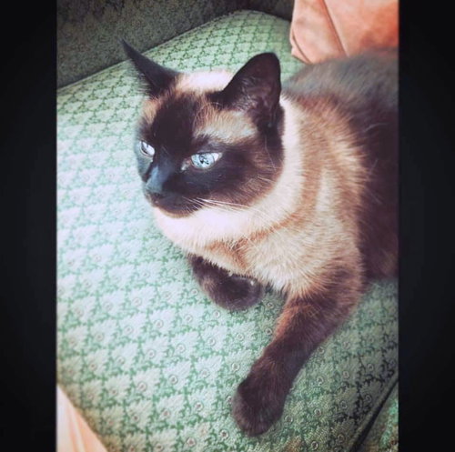 MOCHA - Offered by Owner - Senior gal