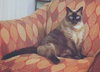 MOCHA - Offered by Owner - Senior gal