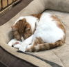TIGGER - Offered by Owner - Declawed Adult