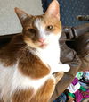 TIGGER - Offered by Owner - Declawed Adult