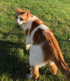TIGGER - Offered by Owner - Declawed Adult