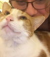 TIGGER - Offered by Owner - Declawed Adult