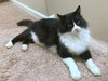 ONIX - Maine Coon mix young male