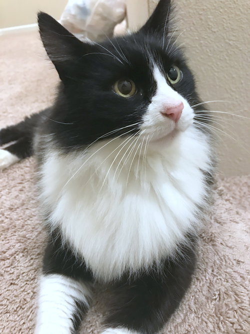 ONIX - Maine Coon mix young male