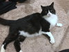 ONIX - Maine Coon mix young male