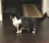ONIX - Maine Coon mix young male