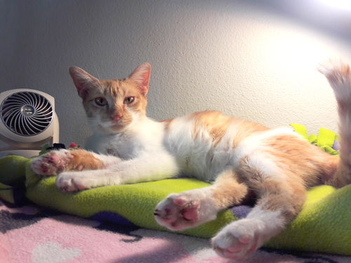 ALICE - Offered by Owner - Teen Kitten FeLV+