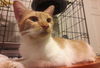 ALICE - Offered by Owner - Teen Kitten FeLV+
