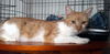 ALICE - Offered by Owner - Teen Kitten FeLV+