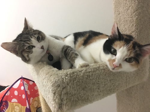 PATTY & POLLY - Bonded Teen Sisters