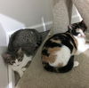 PATTY & POLLY - Bonded Teen Sisters