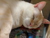 DRACO - Playful Young Adult