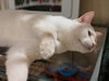 DRACO - Playful Young Adult