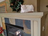 DRACO - Playful Young Adult