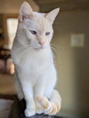 DRACO - Playful Young Adult